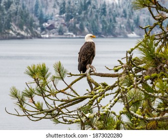 Bald Eagle Sitting In A Pine Tree In Coeur D'Alene, ID