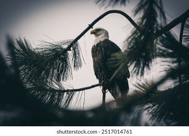 bald eagle sitting in a tree