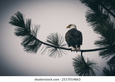 bald eagle sitting in a tree