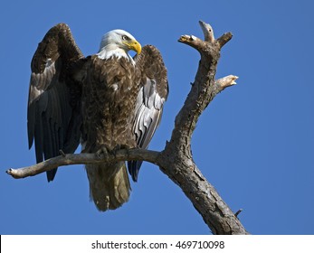 Bald Eagle Sitting in Tree