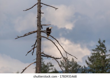 Bald eagle sitting in a tree scouting the surroundings  near Sproat Lake in Canada
