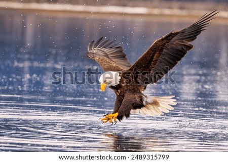 A bald eagle snatching a fish mid-air near a lake: Homer, Alaska