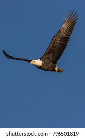 Bald Eagle Soaring Stock Photo 796501819 | Shutterstock