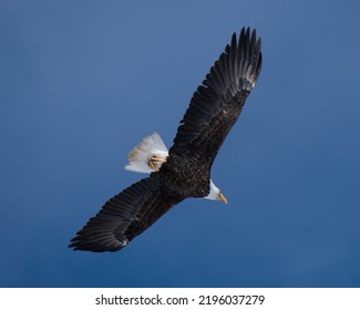 Bald Eagle Soaring Above Elk Reserve In Jackson Hole Wyoming