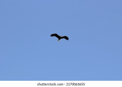 Bald Eagle soaring above the ground