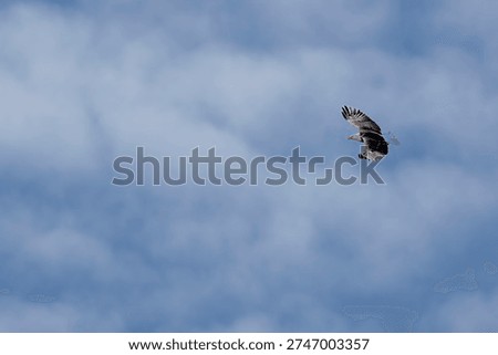 Bald Eagle soaring amongst the clouds in a dramatically lit scene