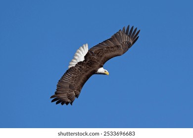 A bald eagle soaring in the clear blue sky, showcasing its majestic wingspan and sharp features