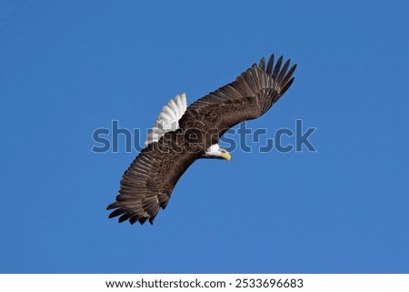 A bald eagle soaring in the clear blue sky, showcasing its majestic wingspan and sharp features