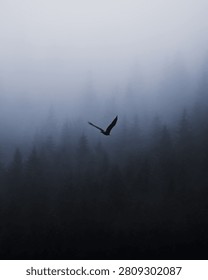 Bald eagle soaring high above a dense pine forest covered in thick fog with dramatic and moody atmosphere.