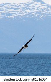 Bald Eagle Soaring Over Frederick Sound, Alaska.