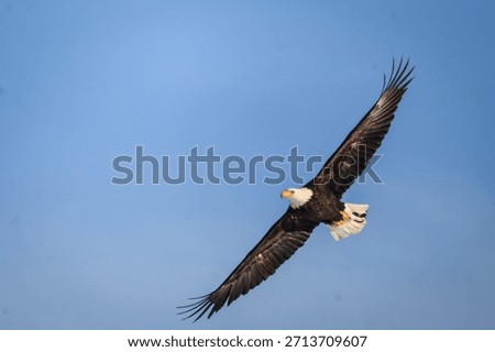 A bald eagle soaring in the sun. 