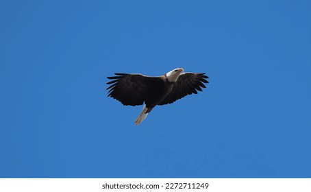 A bald eagle soaring through the air