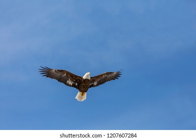 Bald Eagle Soaring Through Blue Sky
