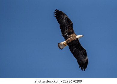 bald eagle soaring through a blue sky