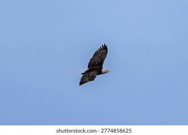 Bald eagle soaring through a clear blue sky at Minnekhada Regional Park Coquitlam Canada