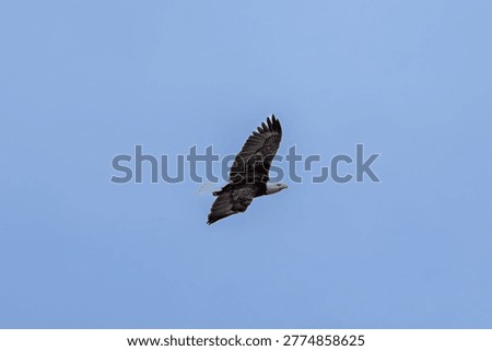 Bald eagle soaring through a clear blue sky at Minnekhada Regional Park Coquitlam Canada