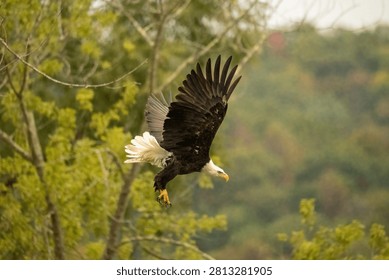 Bald Eagle Soaring Through a Forest Landscape