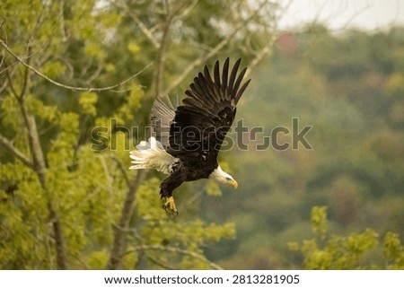 Bald Eagle Soaring Through a Forest Landscape