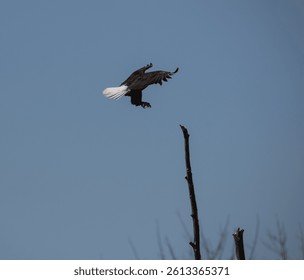 Bald Eagle Soaring Through the Sky