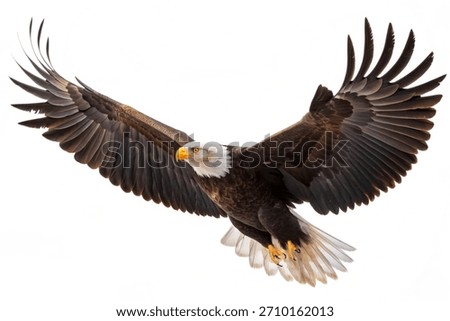 Bald eagle soaring with wings spread on white background.