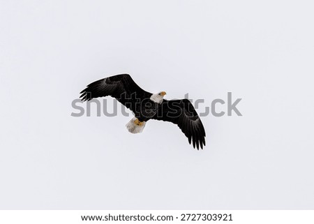 A bald eagle soars during a cloudy winter day in Michigan. 