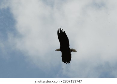 A Bald Eagle soars gracefully through the sky, showcasing its powerful wings and majestic presence. This iconic bird of prey represents the beauty, freedom, and strength of American wildlife.
