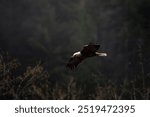 A bald eagle soars over a dark forest, its wings spread wide. The background is a blur of dense, shadowy trees, and the underbrush is partially visible on the lower left side of the image. The eagle