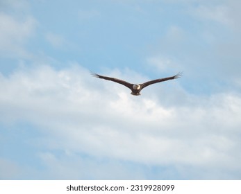 Bald Eagle Soars Through Sunny Blue Sky with Some Clouds