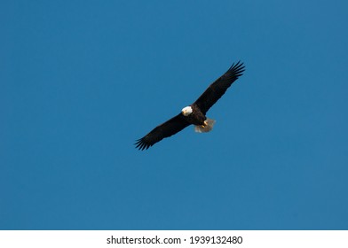 Bald Eagle Soring Through A Clear Blue Sky