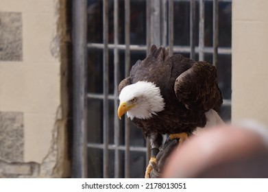 A Bald Eagle, A Species Of Sea Eagle And A Fish Predator, Perched On A Falconer's Leather Glove, Is Showed Off During A Live Demonstration, Amid A Historical Pageang In Reims, France