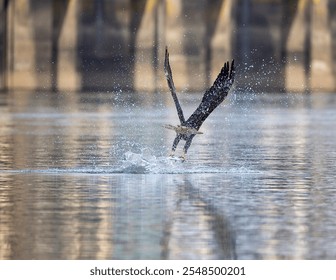 Bald eagle splash with catch . 