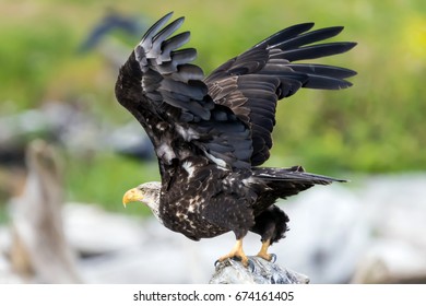 Bald Eagle with Spread Wings about to take off from a driftwood log to soar