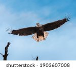 Bald Eagle spreading it