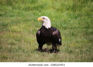 Bald Eagle standing in the grass