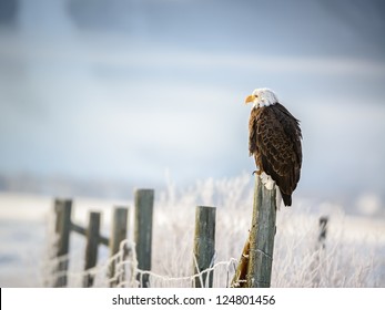 Bald Eagle standing on a fence, Grand Teton National Park, Wyoming