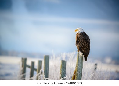 Bald Eagle standing on a fence, Grand Teton National Park, Wyoming