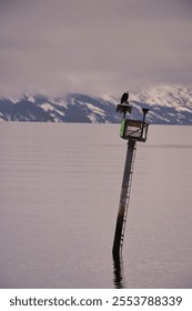 A bald eagle standing on a floodlight in a water
