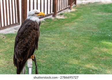 Bald eagle standing on a post beside a grassy fenced area, suitable for wildlife, nature, and conservation themes.