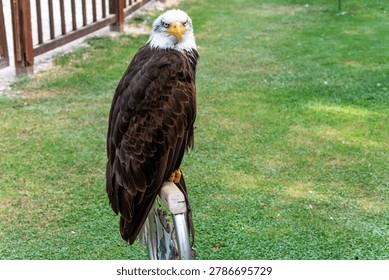 Bald eagle standing on a railing with a green lawn background, suitable for wildlife, nature, and conservation themes.
