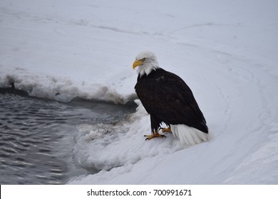 bald eagle standing on snow near water