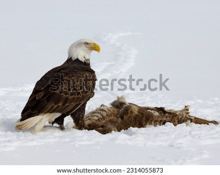 Bald eagle standing over carcass