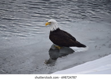bald eagle standing in water with shadow