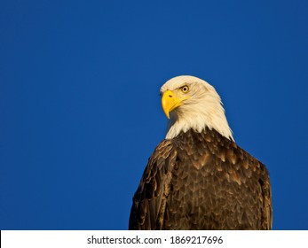 Bald eagle staring in the camera, close-up against blue sky background