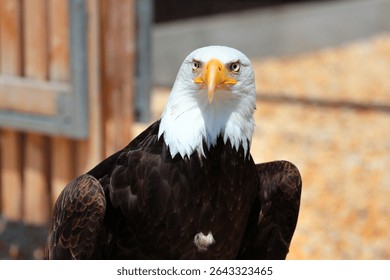 Bald eagle staring directly with piercing eyes and sharp beak in bright sunlight