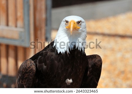Bald eagle staring directly with piercing eyes and sharp beak in bright sunlight