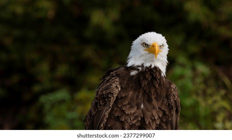 Bald Eagle staring right into the camera with the serious look of a raptor!  Razor sharp focus lets you see every hair of the feathers, reflected light off the beak and the steely look of the eyes! 