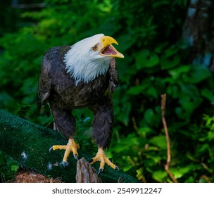 Bald Eagle staring right into the camera with the serious look of a raptor!  Razor sharp focus lets you see every hair of the feathers, reflected light off the beak and the steely look of the eyes!  - Powered by Shutterstock