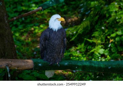 Bald Eagle staring right into the camera with the serious look of a raptor!  Razor sharp focus lets you see every hair of the feathers, reflected light off the beak and the steely look of the eyes! 