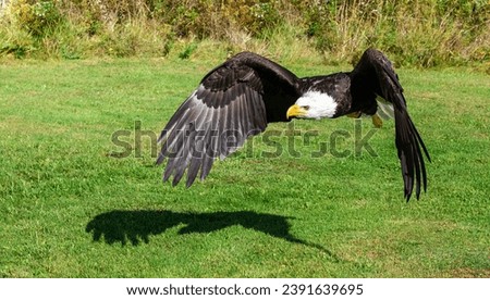 Bald Eagle staring right into the camera with the serious look of a raptor!  Razor sharp focus lets you see every hair of the feathers, reflected light off the beak and the steely look of the eyes! 