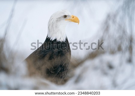 Bald Eagle surrounded by snow and cold. Winter animal theme with American symbol. Raptor in his natural habitat.